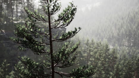 Schöner-Abgelegener-Immergrüner-Wald-In-Den-Bergen