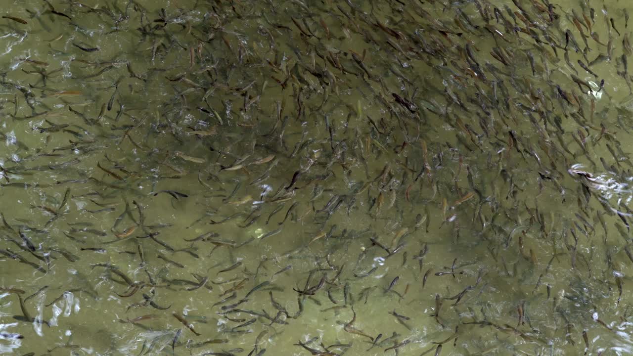 peces que nadan en la piscina de cría de peces
