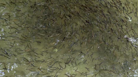 fish swimming in the fish farming pool