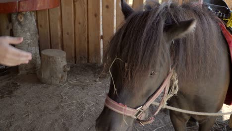 young man feeding pony horse