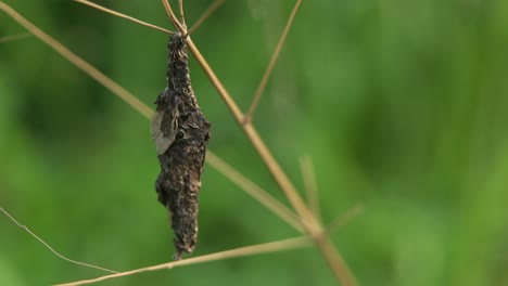 close-up-of-a-cocoon-attached-to-a-leaf-stalk