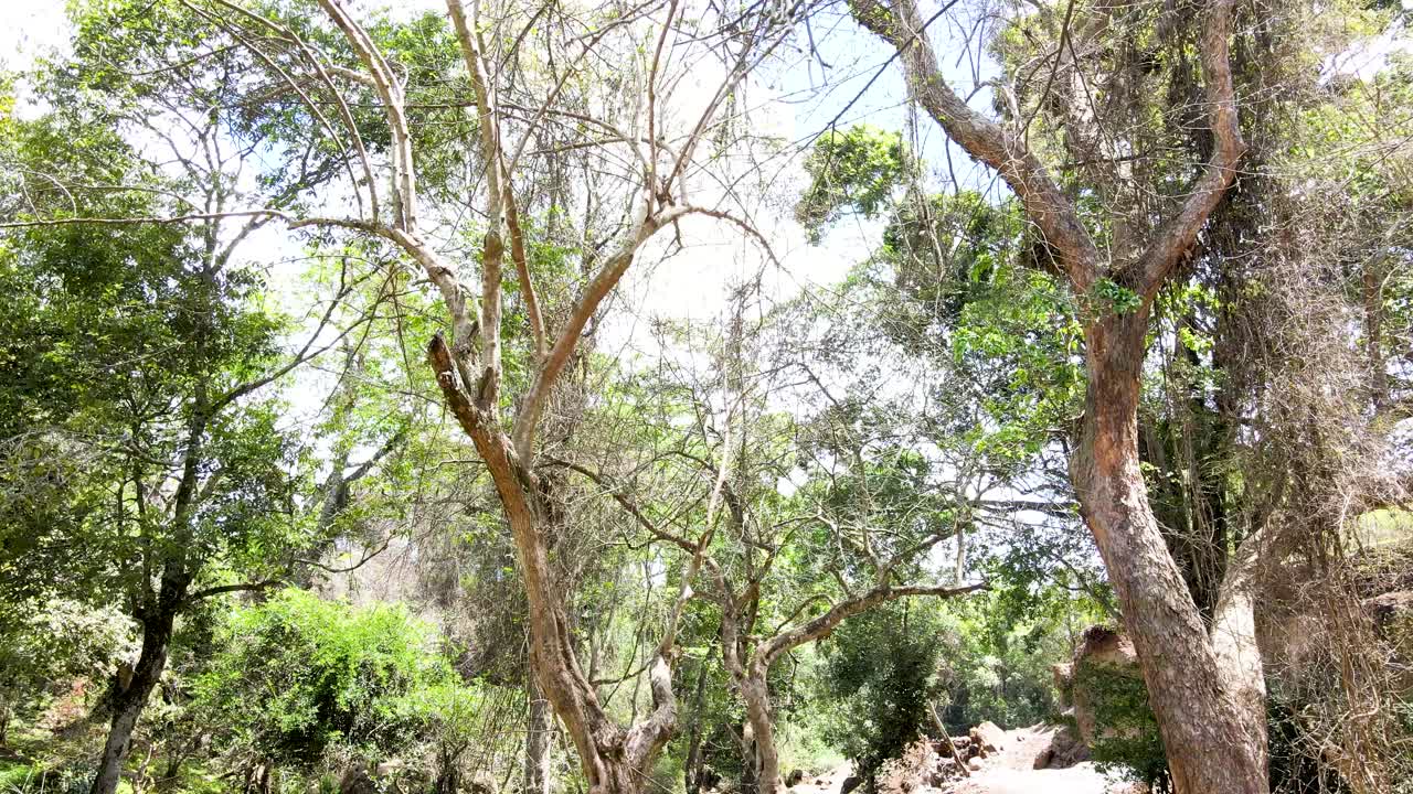 cielo de la aldea al aire libre hermoso paisaje de la aldea del bosque del paisaje aéreo - fotografía aérea del bosque rural kenia - controlador inalámbrico de drones quadcopter