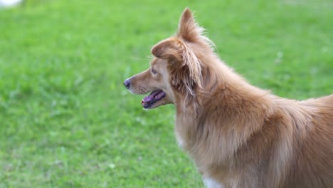 Profile-of-a-watchful-mixed-breed-dog,-close-up,-Slow-motion