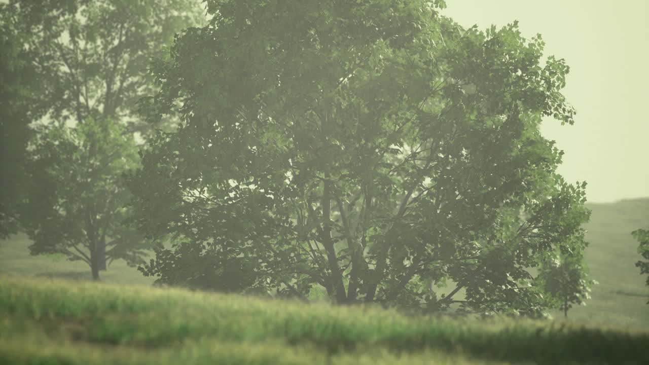 Lush green landscape with gentle fog enveloping vibrant trees at dawn