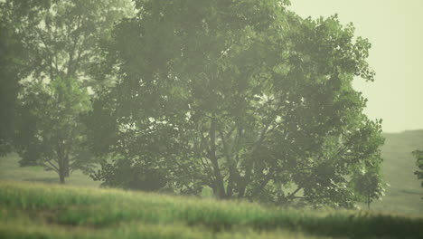 lush green landscape with gentle fog enveloping vibrant trees at dawn