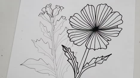 drawing flowers with a pencil