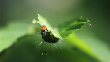 Orugas-Mordiendo-Brotes-De-Hojas,-Plagas-De-Plantas,-Imágenes-Macro-De-Orugas