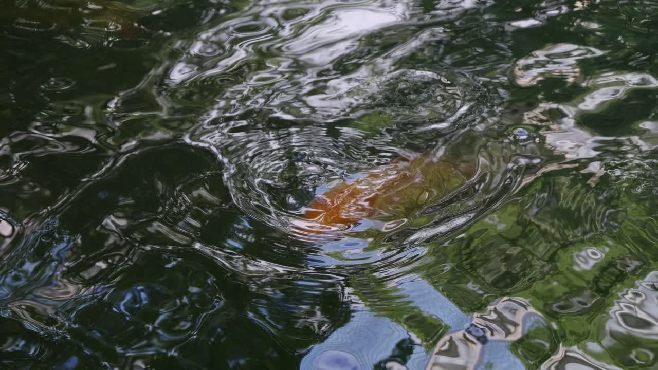 Beautiful golden Koi fish underneath water with reflecting ripples