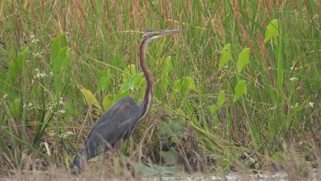 grey heron in tree waiting for pry- in pond area