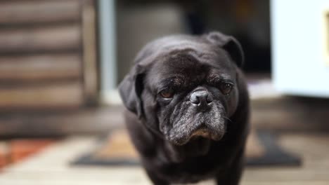 close up of old black pug, standing sniffing