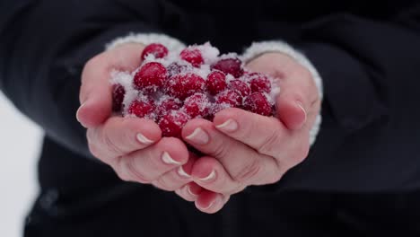 cranberries covered in snow in hands