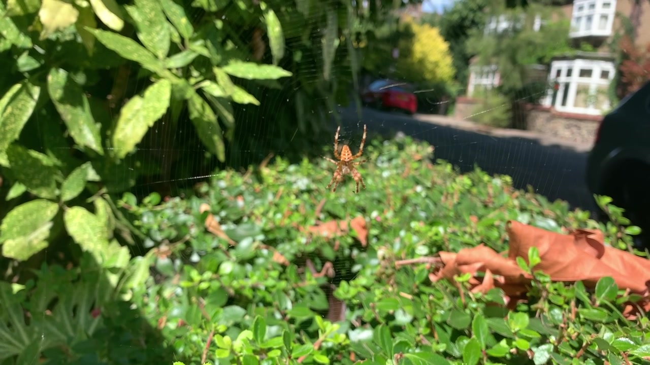 Un ragno da giardino seduto al centro della sua ragnatela, tessuta sopra una siepe verde in una normale strada residenziale a Londra.