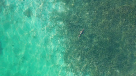 High-angle-view-of-fish-in-clear-turquoise-water-along-shore