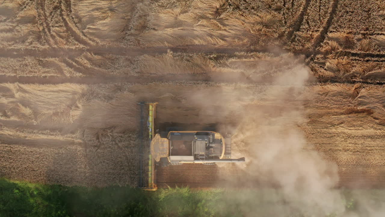 Combine harvester working in the field and producing clouds of dust rising in the air. Drone footage over the machine gathering crops.