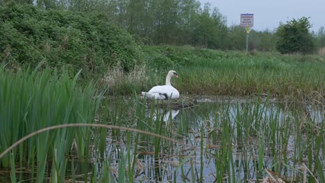 beautiful swan sitting on the nest in the pond - midshot