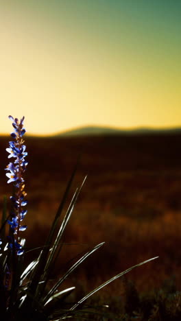 puesta de sol sobre un campo de flores silvestres azules