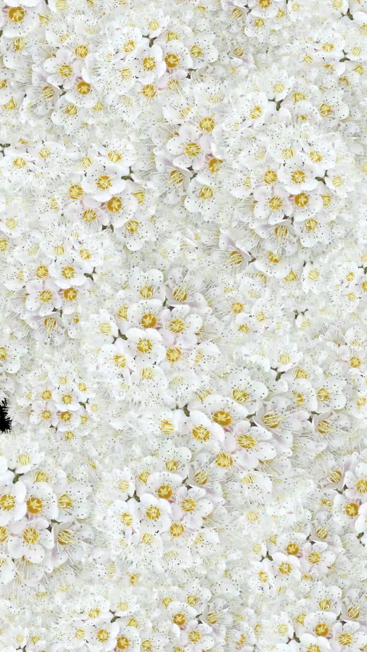 White Flowers Appearing and Disappearing Transition