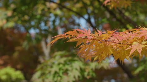 Herbstlaub-Gegen-Geringe-Schärfentiefe-Hintergrund