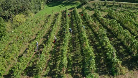 harvesting grapevine in vineyard, aerial view of winery estate in europe, workers pick grapes, aerial view