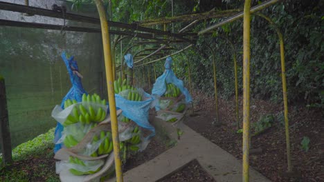 banana basket moving fast on an automated conveyor, travelling from the plantation to the processing plant