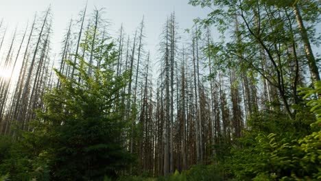 Dead-dry-spruce-forest-hit-by-bark-beetle-in-Czech-countryside-with-green-trees-in-the-foreground