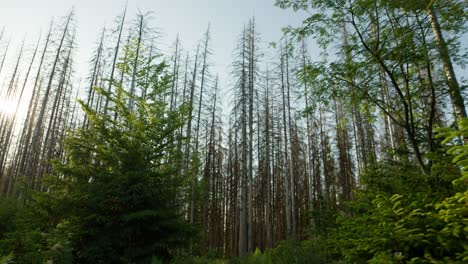 bosque de abeto seco golpeado por un escarabajo de corteza en el campo checo con árboles verdes en primer plano