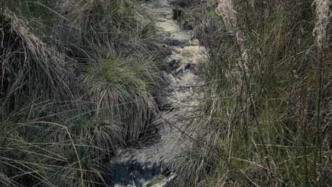 un pequeño arroyo de agua corriente en un oscuro bosque en inglaterra