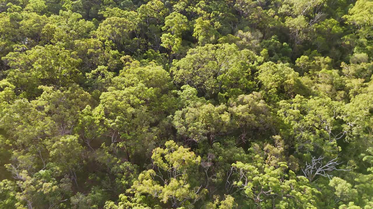 Aerial view of lush eucalyptus forest in Gold Coast, Australia, captured by a drone ascending through vibrant greenery