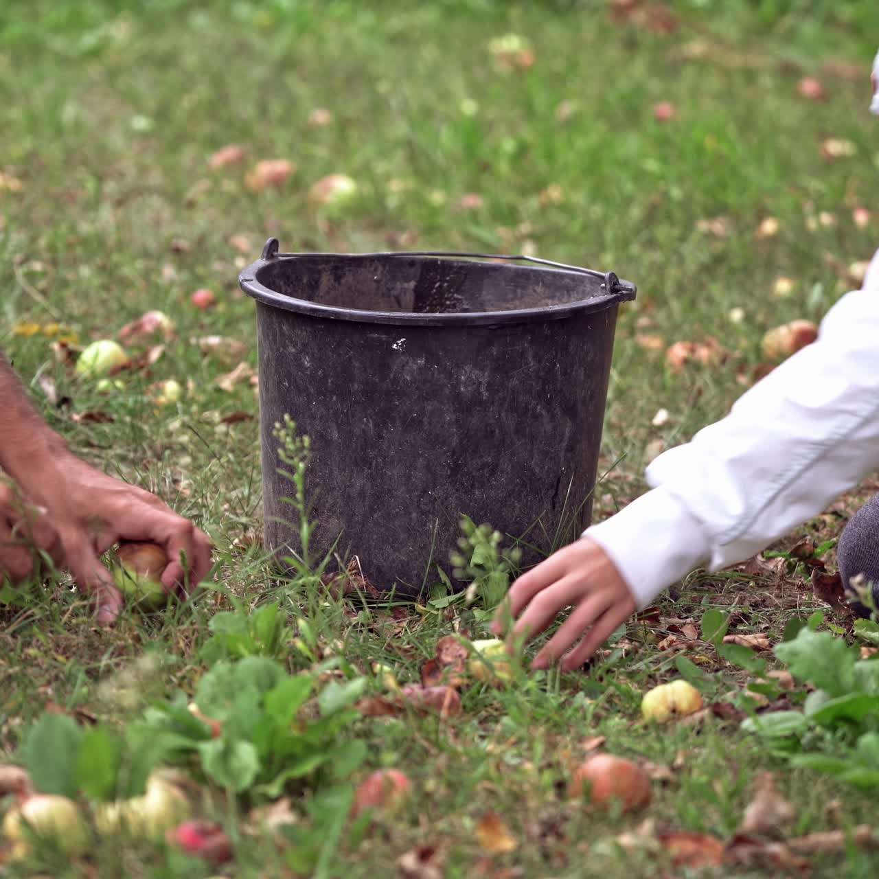 Freshly picked apples in grass