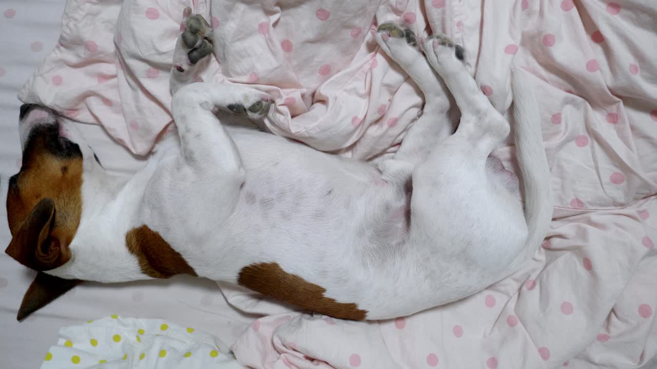 A small dog relaxes comfortably on a patterned bed. Peaceful and adorable, this scene evokes feelings of comfort and rest