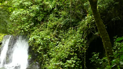 cascada en una selva tropical con pequeñas aves exóticas volando alrededor de los árboles