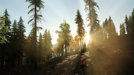 Sun-Shining-Through-Pine-Trees-in-Mountain-Forest