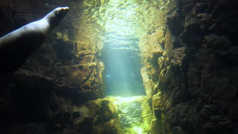 seal swimming gracefully in a sunlit underwater scene