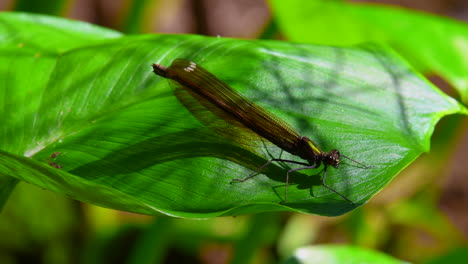 Impresionante-Demoiselle-Hembra-Descansando-Y-Estirando-Lentamente-Su-Abdomen-En-Una-Hoja-De-Planta-De-Calla