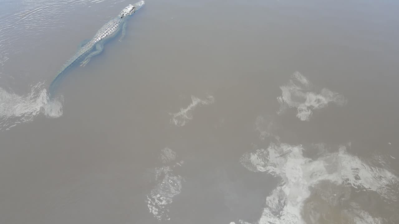 Florida alligator submerges body after seeing prey