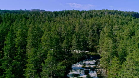 Aerial-view-of-summer-green-forest-in-clear-weather