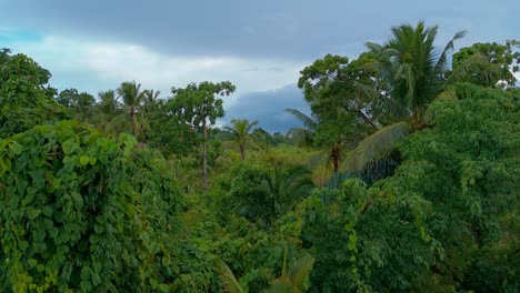 cinematic parallax drone shot of dense jungle in the philippines