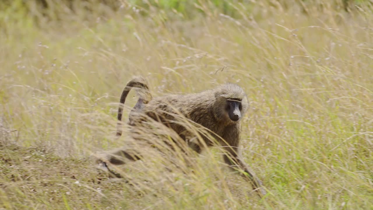 아프리카 의 마사이 마라 국립 보호 구역, 케냐, 아프리카 의 마사이 마라 북부 보호 구역 에서 사파리 동물 들