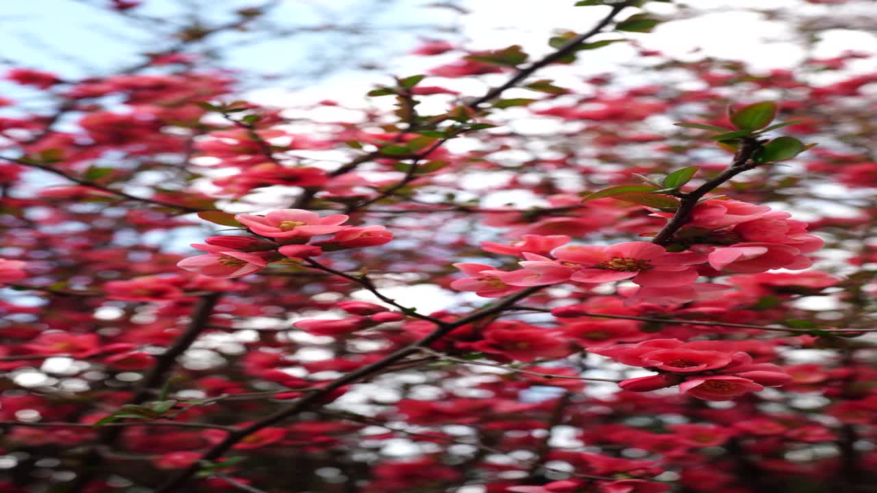 Uno scatto verticale suggestivo che cattura intensi fiori rossi su un ramo, evidenziando i colori vivaci e l'energia rinfrescante della primavera svizzera vicino al Walensee