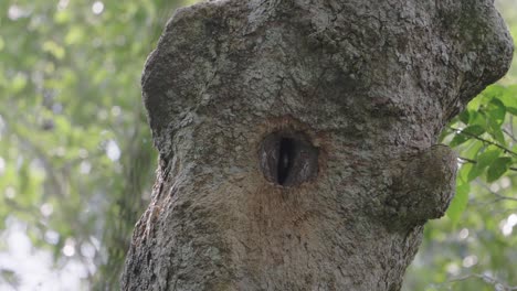 austen's brown hornbill juvenile beak of peeking out of nest's cavities hole