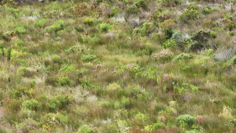 Starker-Wind,-Der-Durch-Die-Heide-Auf-Einem-Hügelhang-Peitscht-Und-Wellenartige-Muster-Erzeugt