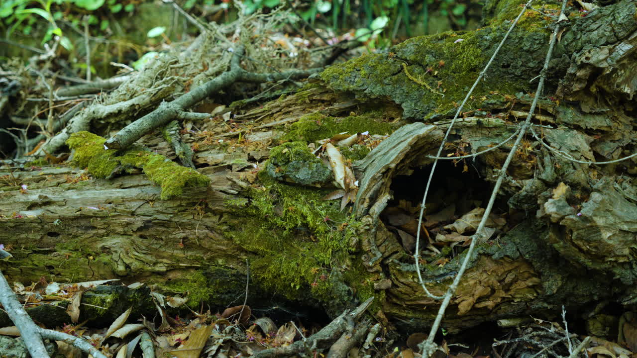 tronco viejo podrido con musgo verde en un suelo en el bosque de primavera