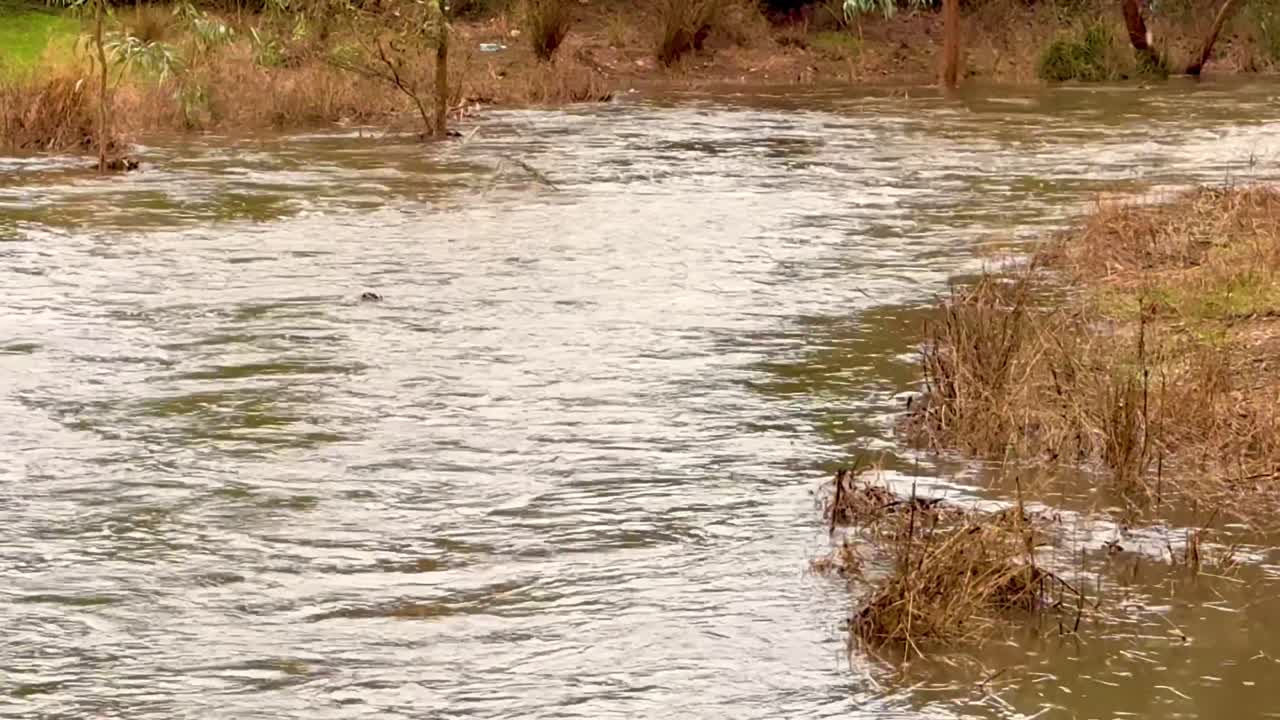 Experience the power of nature as a city creek churns with turbulent water after heavy rainfall. This footage is perfect for projects on climate, environment, natural events, or water resources