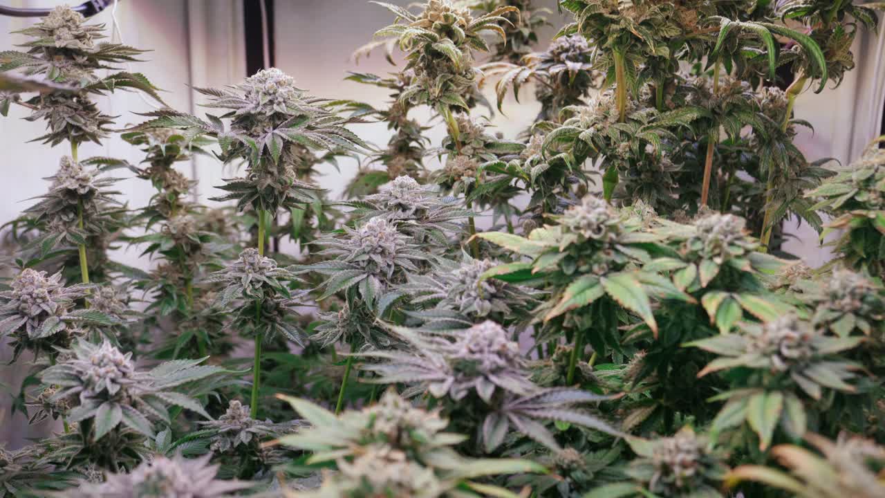 toma de plantas de cannabis que crecen en una carpa de cultivo durante la etapa de floración