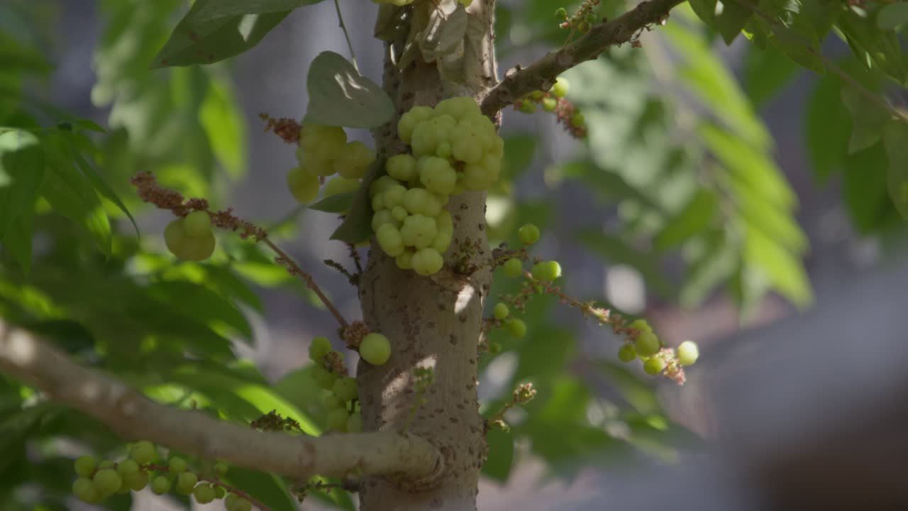 A closeup of a cluster of Star Gooseberry (Phyllanthus acidus) fruit in the tree with sunlight