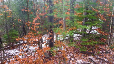 forest landscape depicts a transition between fall and winter covered with snow