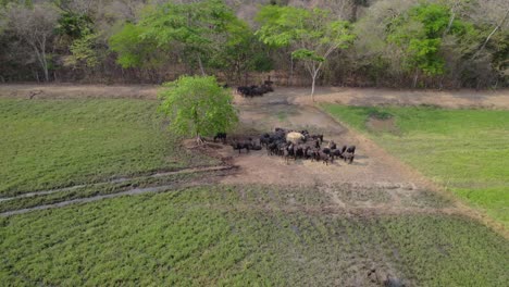 buffalo herd: aerial perspective of animals in green field by water