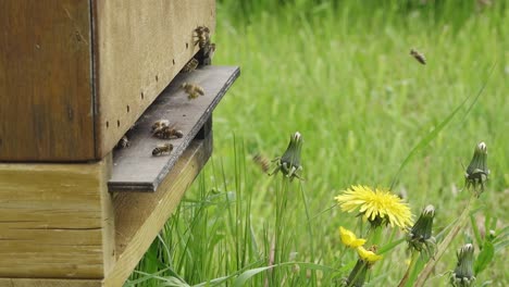 Rüben-In-Ihrem-Bienenhaus