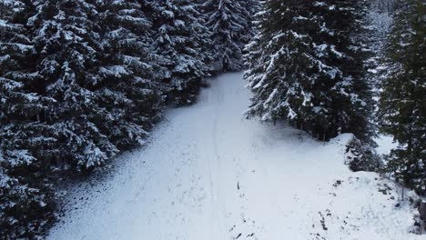 man walking towards a snowy forest