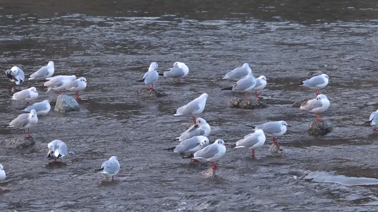 강변 에 모이는 새 들 과 상호 작용 하는 새 들